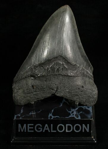 Nice Dark, Megalodon Shark Tooth #6670